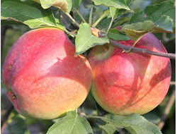 Лигол (яблоня)