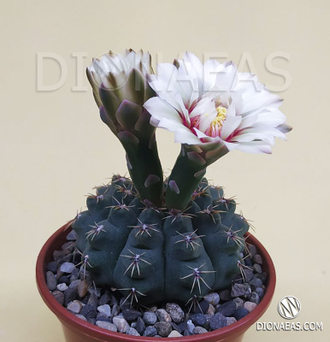 Gymnocalycium multiflorum