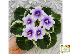 Р-Дурман (В. Зуб) 2020 г.