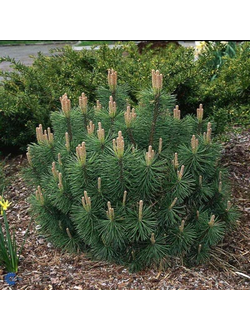 Сосна горная Пумилио; С5,20-40