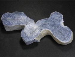 Коралл голубой Акори, Австралия (94*45*12 мм, 46 г) №37711