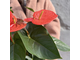 Антуриум горшечный