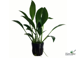 Anubias var. barteri«Broad leaf»