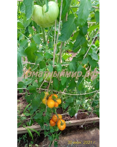 Томат Полуночное солнце (Midnight Sun)