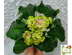 ЕК-Исполнение Желаний (Е. Коршунова) 2023 г.