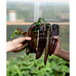 Перец сладкий Ramiro Chocolate (Рамиро Шоколадный), 10 шт