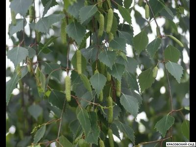 Береза бородавчатая - Betula pendula