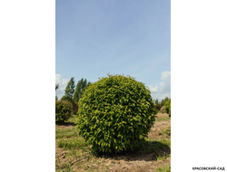 Топиар клён Гиннала в форме шара