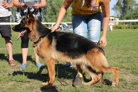 6.08.2016 г. выставка в Туле
8 место в классе юниоров сук, эксперт горюгина И. (Самара)