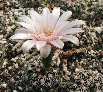 Gymnocalycium calochlorum VG-484 - 5 семян