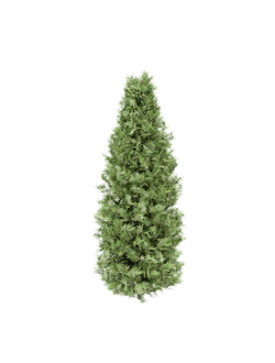 хвойные Туя Смагард 1