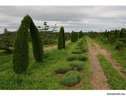 Ниваки - Бонсай садовый Можжевельник Пфитцериана Глаука