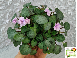 Серебряный Дождь (Ю. Коваленко) 2023 г. листовая химера