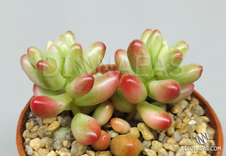 Sedum Rubrotinctum Aurora