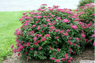 Спирея Дартс Ред - Dart`s Red