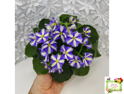 Yukako (Ueki Masahiro) химера (стартер из цветоноса)