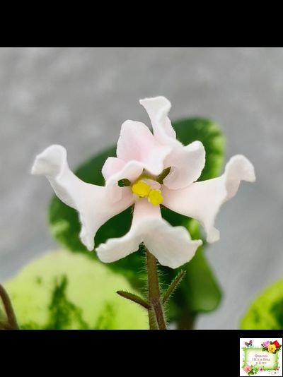 LV-15 сеянец (Л. Шевелёва) (стартер)