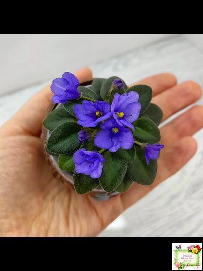 Rob's Twinkle Blue (R.Robinson)