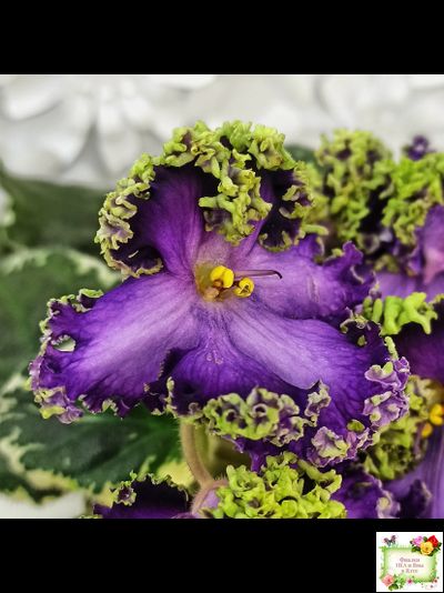 ЛЕ-Галатея Люкс (Е. Лебецкая) 2019 г.