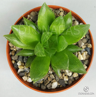 Haworthia Cooperi Picturata