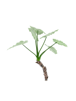 тропические Алоказия крупнокорневая 01 01