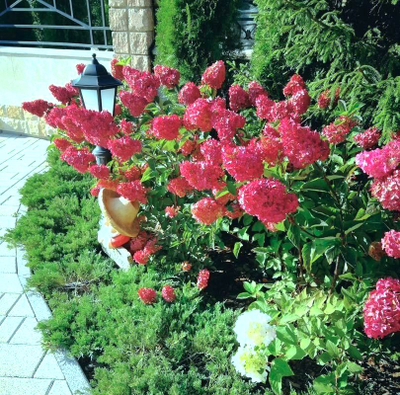 Гортензия метельчатая Fraise Melba