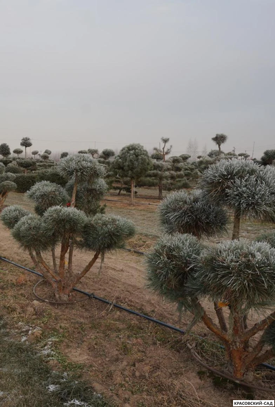 Ниваки - Бонсай садовый сосна Ватерери - Watereri
