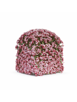 стриженые Абелия блестящая 01 07