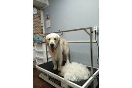 Золотистый ретривер БРУНО