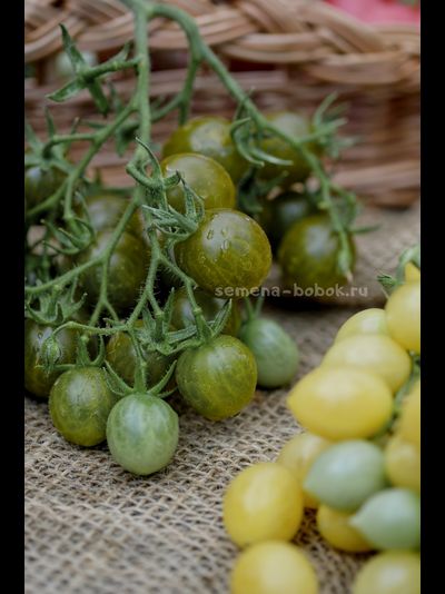 Томат Sister keyes (Систер Киз), 10 шт