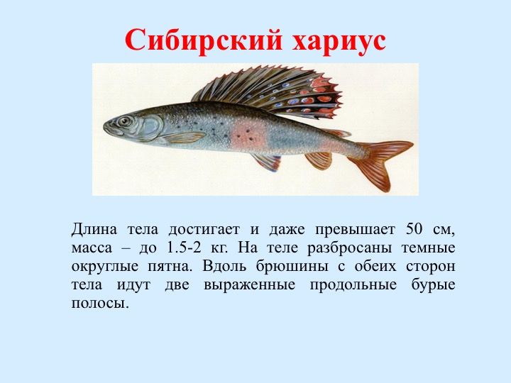 Сайт воспитателя Старцевой Ольги Егоровны - Рыбы Республики Коми