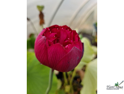 Лотос Ман Джианг Хонг