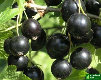 Смородина черная "Пигмей"