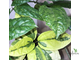 Clerodendron Thomsoniae Variegata / Клеродендрум Томсона вариегатный