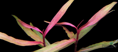 Persicаria Kawagoeanum