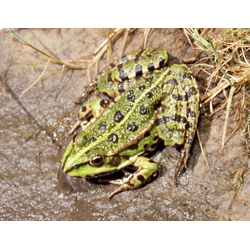 Озерная лягушка (Rana ridibunda)