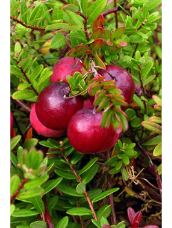 Клюква крупноплодная Пилигрим