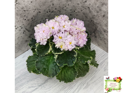 АВ-Богатая Невеста (Фиалковод) 2020 г.