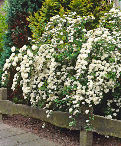 Спирея ниппонская Snowmound