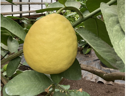 Лимон Пандероза