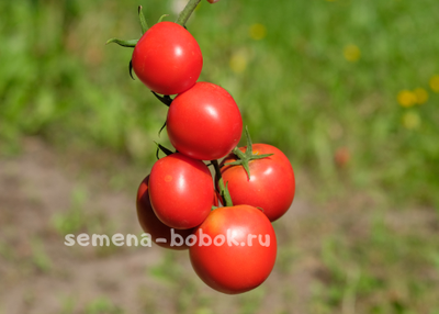 Томат Толстой F1, 5 шт