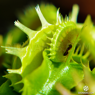 Dionaea muscipula Fused tooth