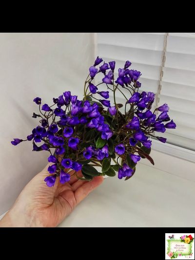 Vallarta Campanas Moradas (G.Beck) трейлер