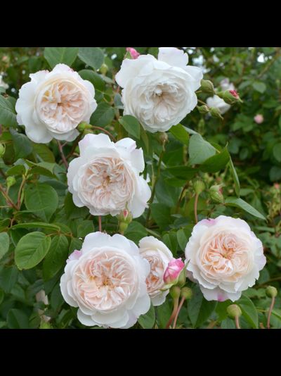 Зе Олбрайтон Рамблер (The Albrighton Rambler)