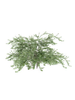 кусты Абелия крупноцветковая 03