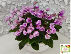 Flashy Trail (H.Pittman) TX Hyb трейлер