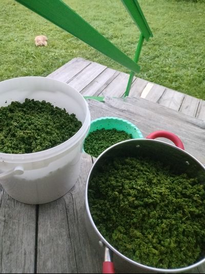 Мастер-класс «Копорский чай – своими руками»