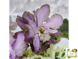 Nik-Магический Туман (Н. булко) 2024 г.