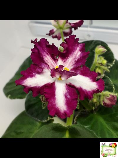 ВаТ-Волшебная Сказка (Т.Валькова) 2019 г.