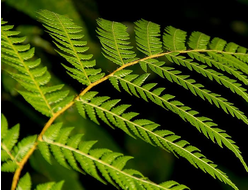 Папоротник ГЛИЦЕРИНОВЫЙ ЭКСТРАКТ